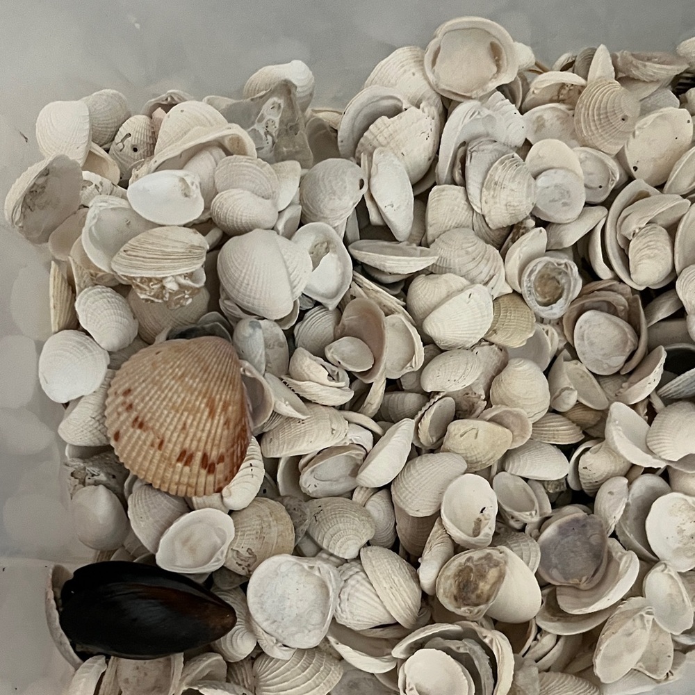 Assorted White Seashells - Picture 6 of 6